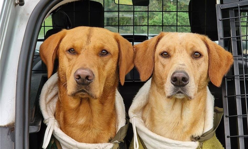 Stort tillykke til Rosefield Gundog Olaf og Gitte